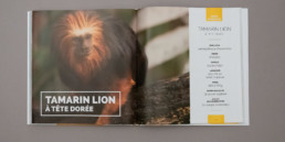 guide graphisme, mise en page livre, présentation du Tamarin lion à tête dorée, photographie et fiche informative